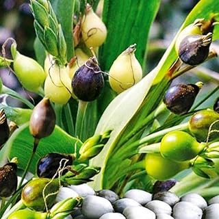 Seeds Job's Tears Coix Millet Annual Flowers for Planting